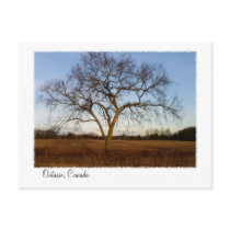 Autumnal Glow Postcard