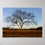 Autumnal Glow Print
