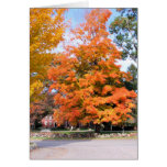 AUTUMN'S GLEAM CARDS