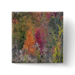 Autumn's Palette Button