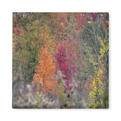 Autumn's Palette Magnet by hopefulone