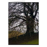 Avebury Beech Card