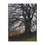 Avebury Beech Postcard
