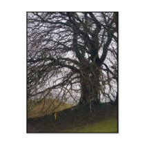 Avebury Beech Postcard