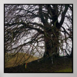 Avebury Beech posters