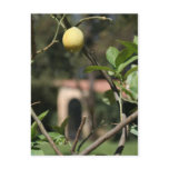 avere sapore il limoncello postcard