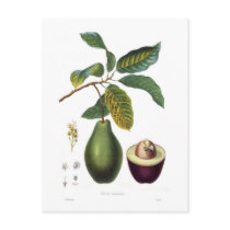 Avocado (Persea americana) Post Cards