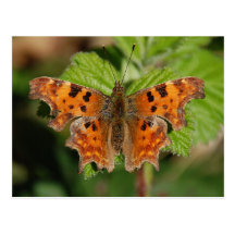 Avon gorge Comma butterfly Post Card
