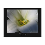 Awakening Lily Postcard