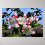 Awesome Blossoms Flower Photography Poster Print