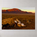 Awesome Dead Cow at Sunset Poster posters