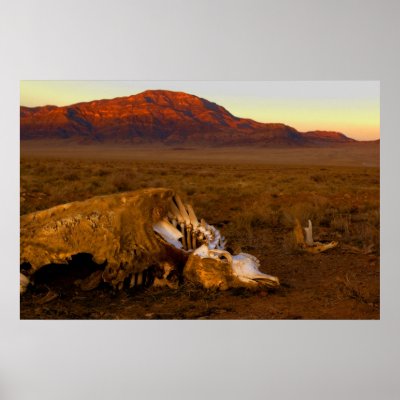 Awesome Dead Cow at Sunset Poster by WanderLinArts