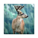 Awesome Elk Magnets