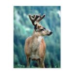 Awesome Elk Post Cards