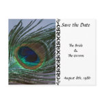 Awesome Peacock Save the Date Postcard