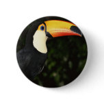 Awesome Toucan