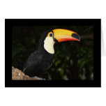 Awesome Toucan