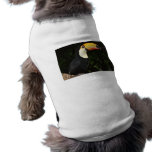 Awesome Toucan