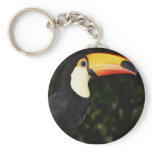 Awesome Toucan