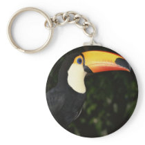 Awesome Toucan