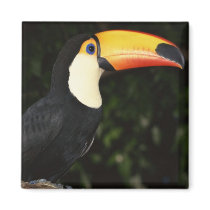 Awesome Toucan