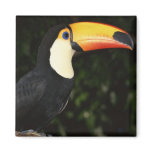 Awesome Toucan magnets