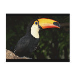 Awesome Toucan