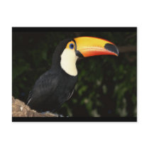 Awesome Toucan