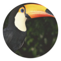 Awesome Toucan