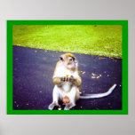 Awww Nuts Poster