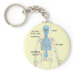 Axial skeleton diagram for medical students keychains