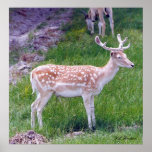 Axis Deer Posters