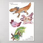 Axolotls