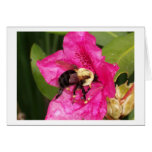 Azalea Bloom and Bee Cards