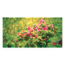 Azalea blooming