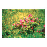Azalea blooming