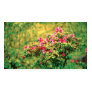 Azalea blooming - Pocket calendar