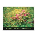 Azalea blooming