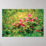 Azalea blooming