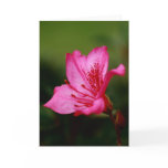 Azalea Card