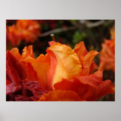 Azalea Flower Art Prints Floral Framed Art Decor by Basleeartprintgifts