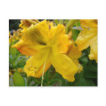 AZALEA FLOWERS 10 Yellow Azaleas Cards Gifts Mugs