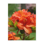 AZALEA FLOWERS 14 Orange Azaleas Cards Gifts Mugs Postcard