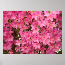 Azalea Flowers 27 Pink Azaleas Art Prints Posters