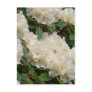 AZALEA FLOWERS 8 White Azaleas Cards Gifts Mugs Post Cards