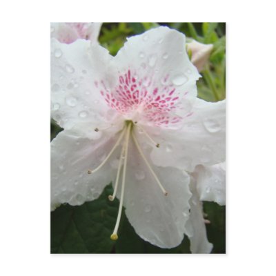 AZALEA FLOWERS White Wet Azaleas Cards Gifts Mugs by Basleeartprintgifts
