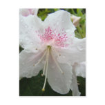 AZALEA FLOWERS White Wet Azaleas Cards Gifts Mugs postcards