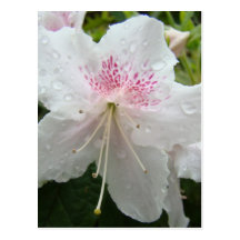 AZALEA FLOWERS White Wet Azaleas Cards Gifts Mugs Postcards