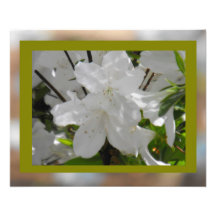 Azalea in White Art Photo