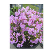 Azalea Postcard